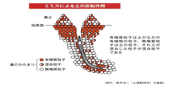 「地球の虫」ミミズとは